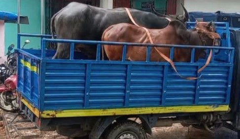 বোয়ালখালীতে চোরাই গরু-মহিষ উদ্ধার, মোটরসাইকেল জব্দ 